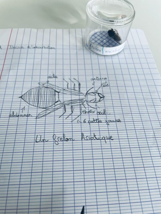 Les abeilles et l’observation du vivant en primaire