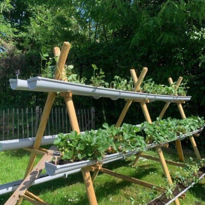 Mai fait ce qu’il lui plaît… au potager aussi !
