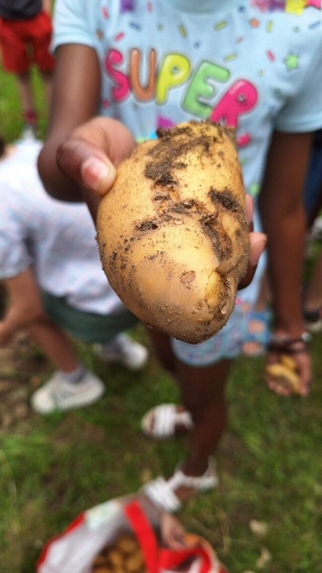 Une récolte de pommes de terre exceptionnelle au potager de l&rsquo;école !